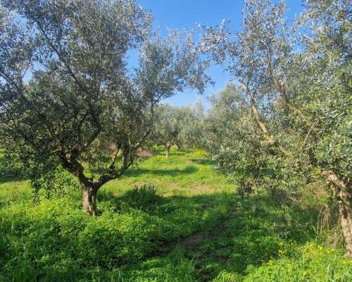 φωτογραφία ακινήτου