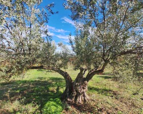 εικόνα ακινήτου