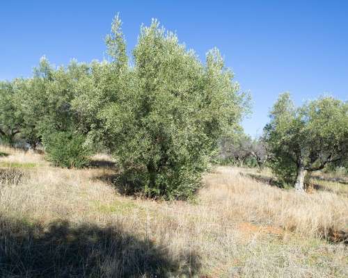 εικόνα ακινήτου